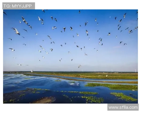 全国仅49个！崇明当选